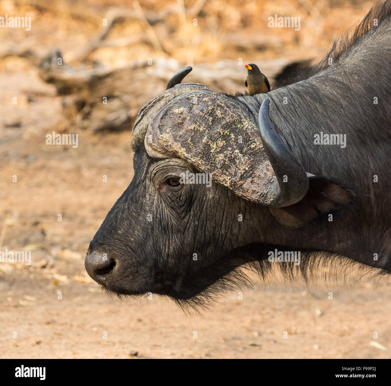 A close up headshot of a water buffalo and oxpecker, South Luangwa, Zambia, Africa Stock Photo