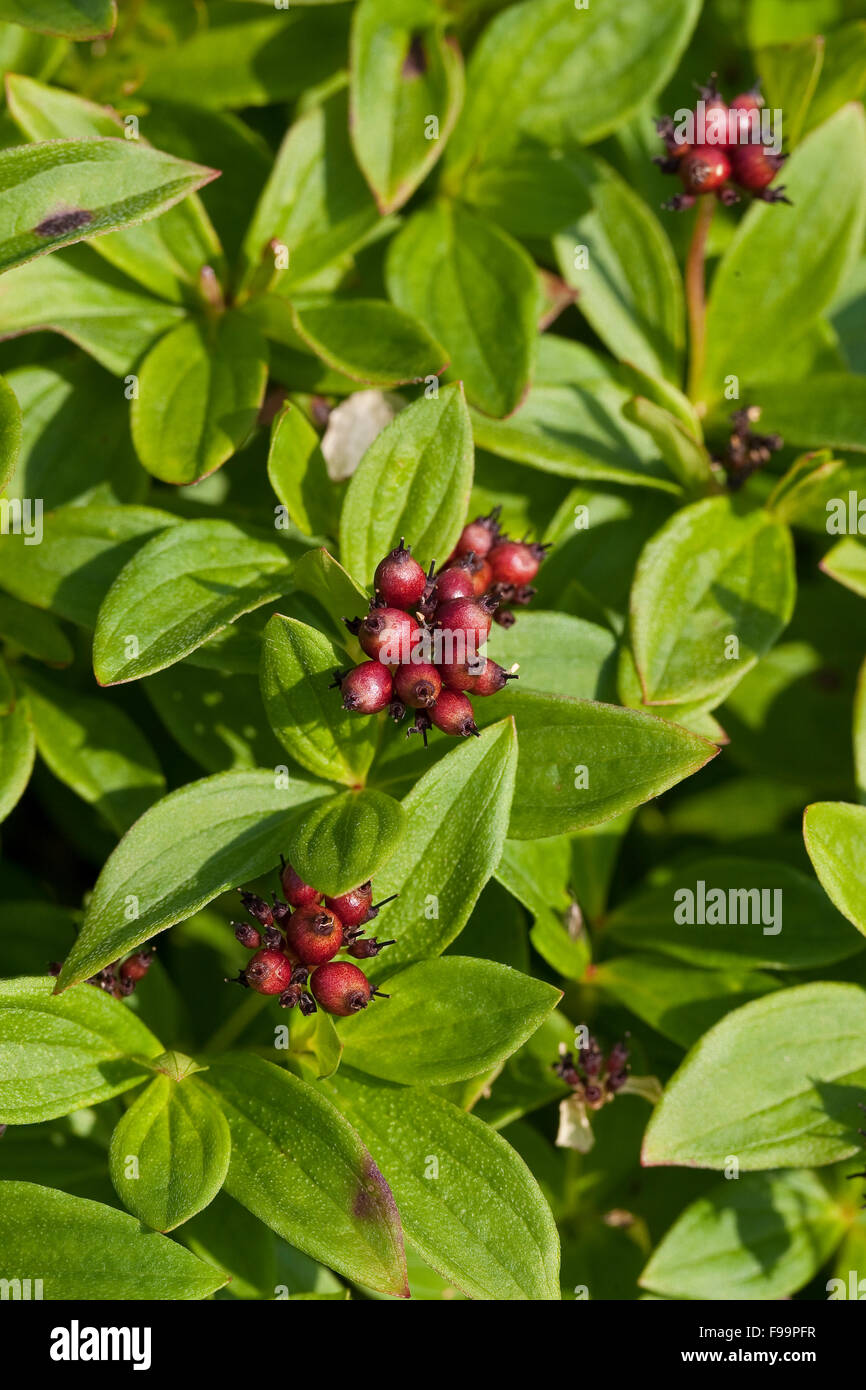 Dwarf Cornel, bunchberry, fruit, Schwedischer Hartriegel, Frucht