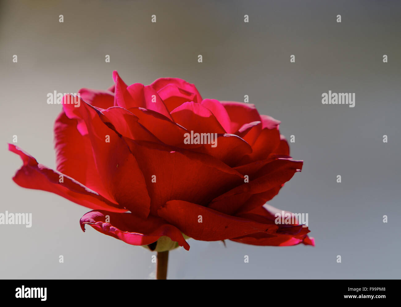 Simple Red rose Stock Photo Alamy