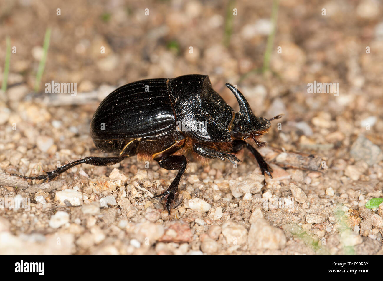 Horned Dung Beetle, male, Mondhornkäfer, Spanischer Mondhornkäfer, Mondkäfer, Männchen mit Kopfhorn, Copris hispanus Stock Photo
