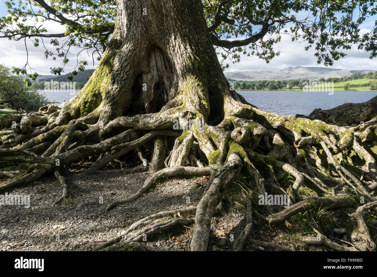 Large Oak tree roots at Bala Lake or Llyn Tegid in Merionethshire Gwynedd Wales photos taken at Llangower Stock Photo