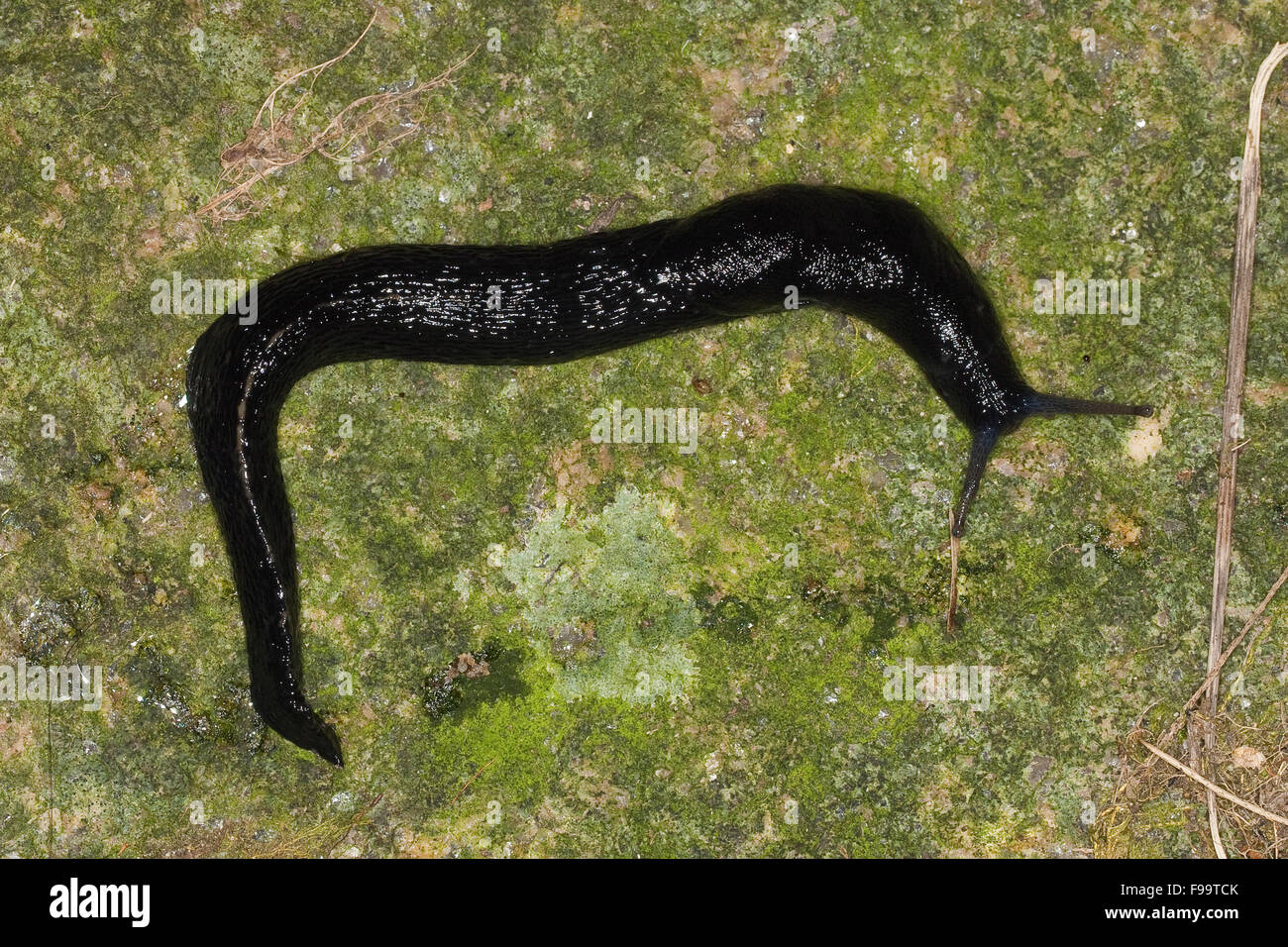 Black keel back slug, Ashy-grey Ash-black Slug, Schwarzer Schnegel, Egelschnecke, Limax cinereoniger, Nacktschnecke Stock Photo