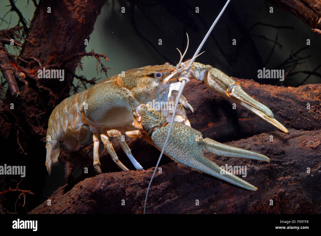 Sumpfkrebs hires stock photography and images Alamy