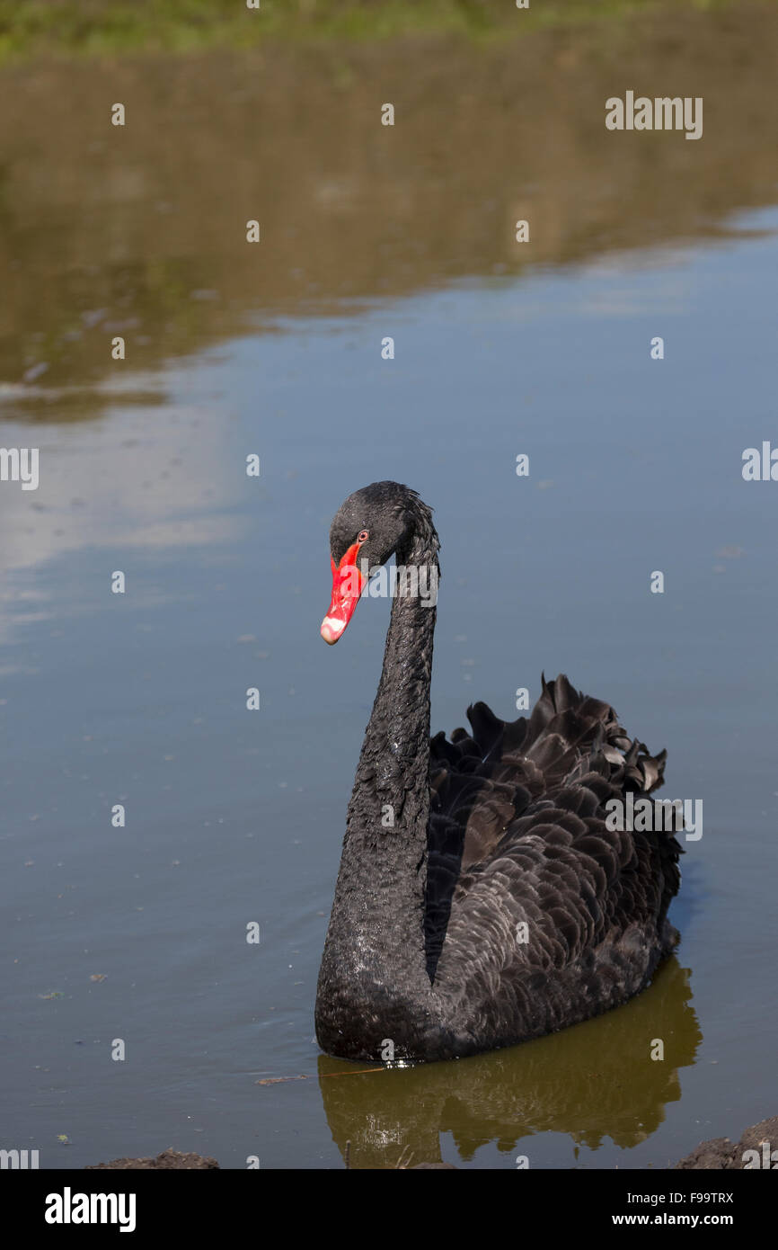Black swan, Schwarzer Schwan, Schwarzschwan, Trauer-Schwan, Trauerschwan, Cygnus atratus Stock Photo