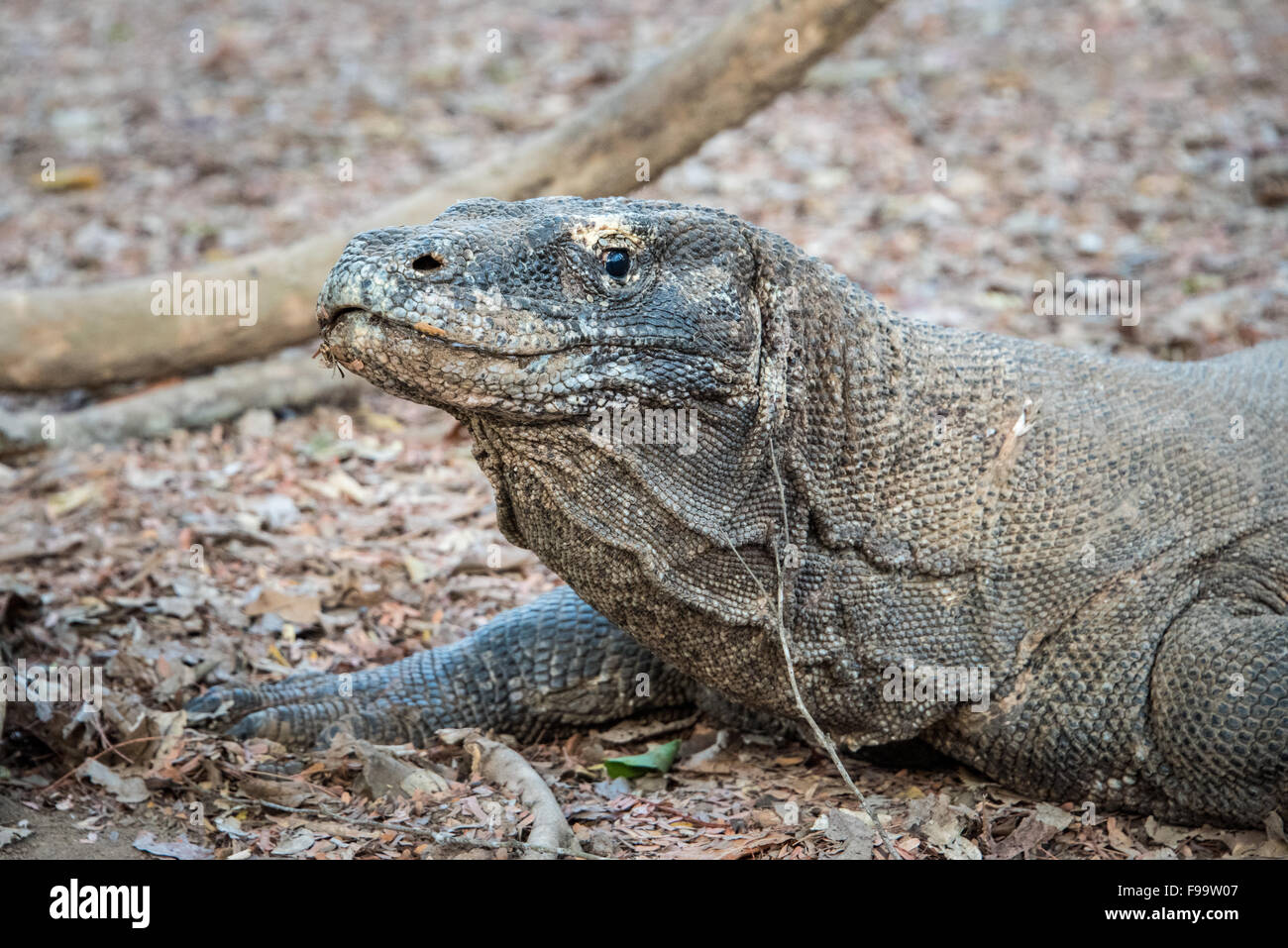 Komodo Dragon (Varanus komodoensis) Close Up,  Komodo Island, Indonesia Stock Photo