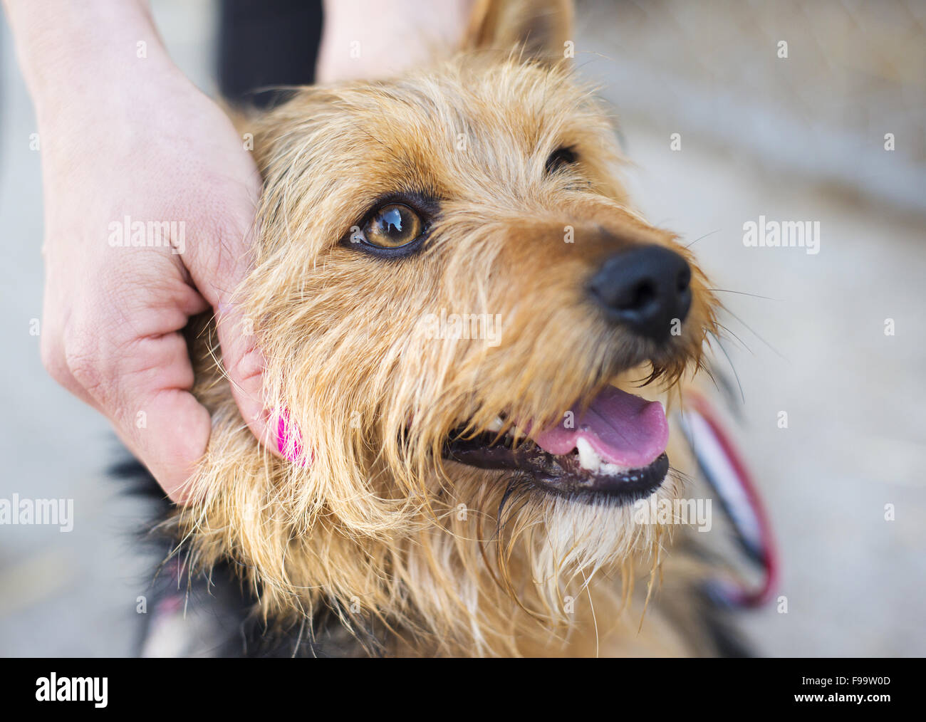 Female hand patting smiling brown dog head Stock Photo