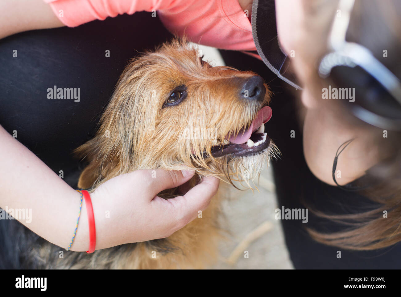Female hand patting smiling brown dog head Stock Photo