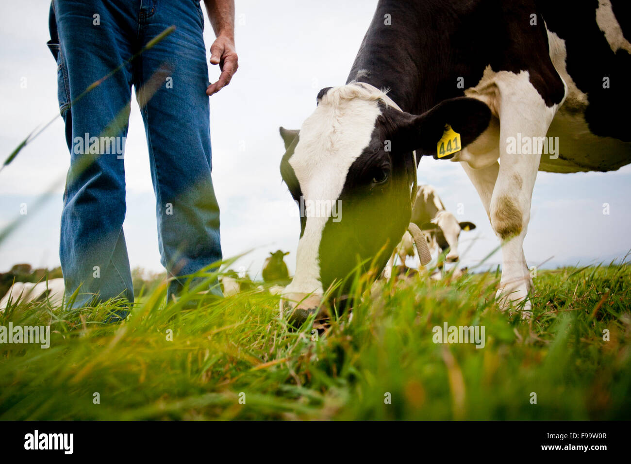 Grass fed cow and farmer. Stock Photo
