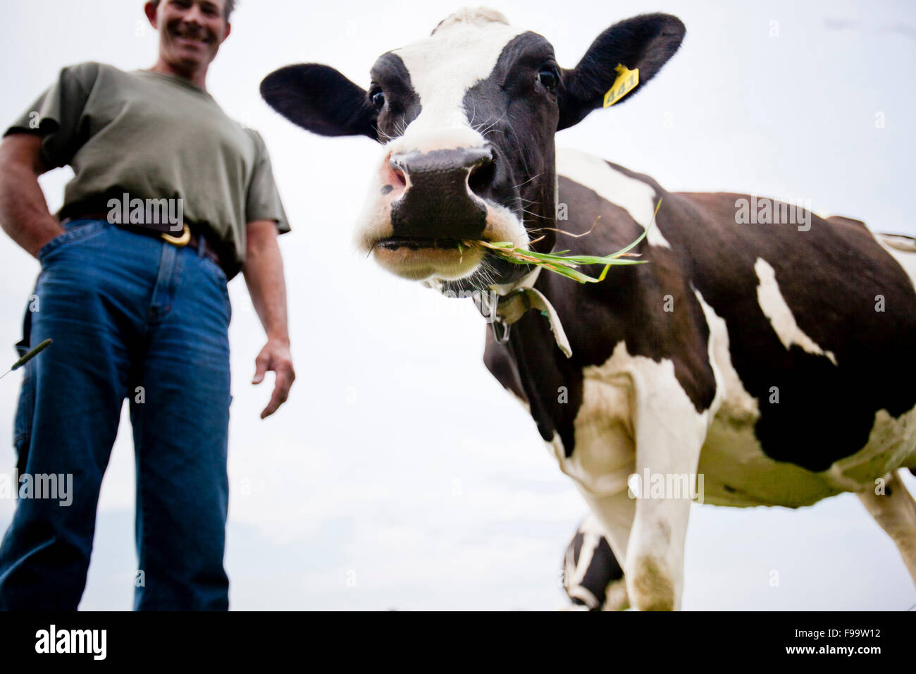 Farmer and grass fed cow. Stock Photo