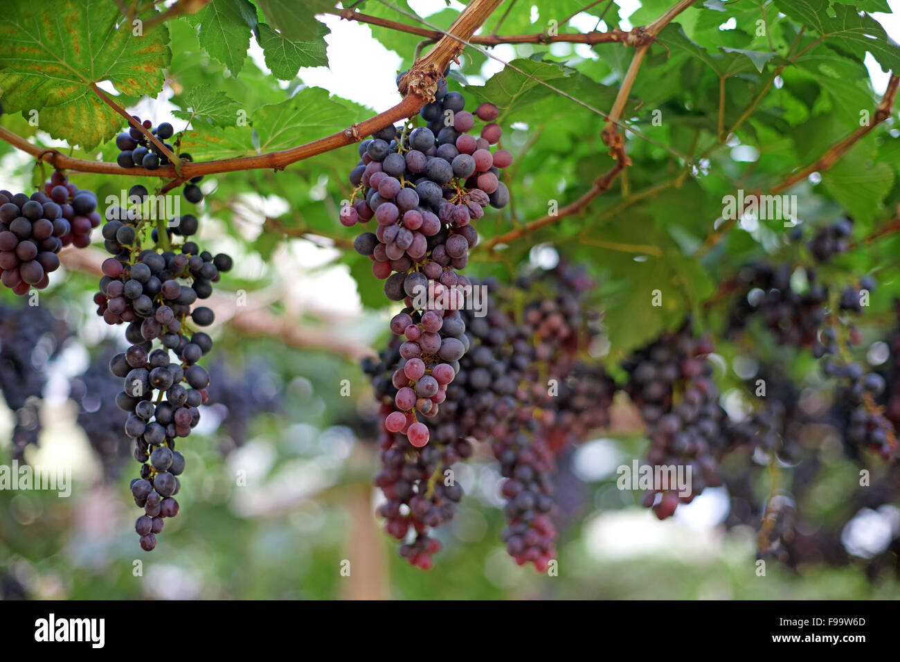 ripe grapes harvest in vineyard Stock Photo - Alamy