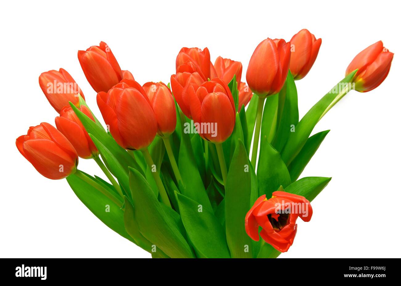 Bouquet of red tulips on a white background Stock Photo - Alamy