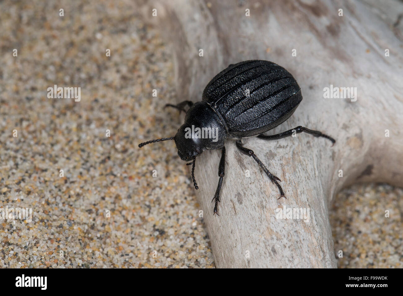 Darkling beetle, Schwarzkäfer, Feistkäfer, Pimelia spec., Pimelia muricata, darkling beetles Stock Photo