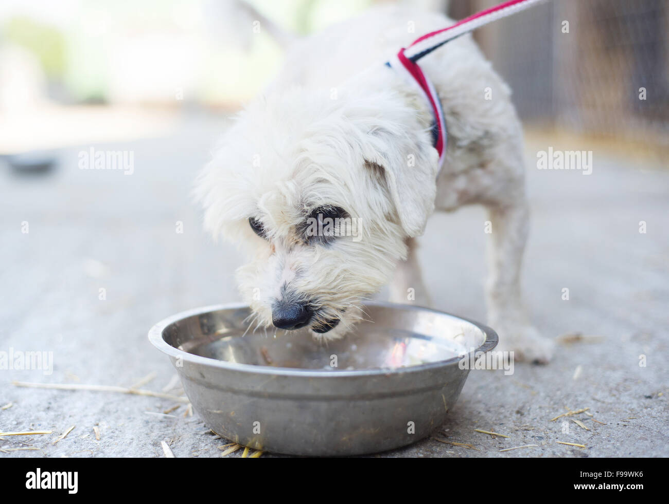 Cute dog outside eating his food from the bowl Stock Photo