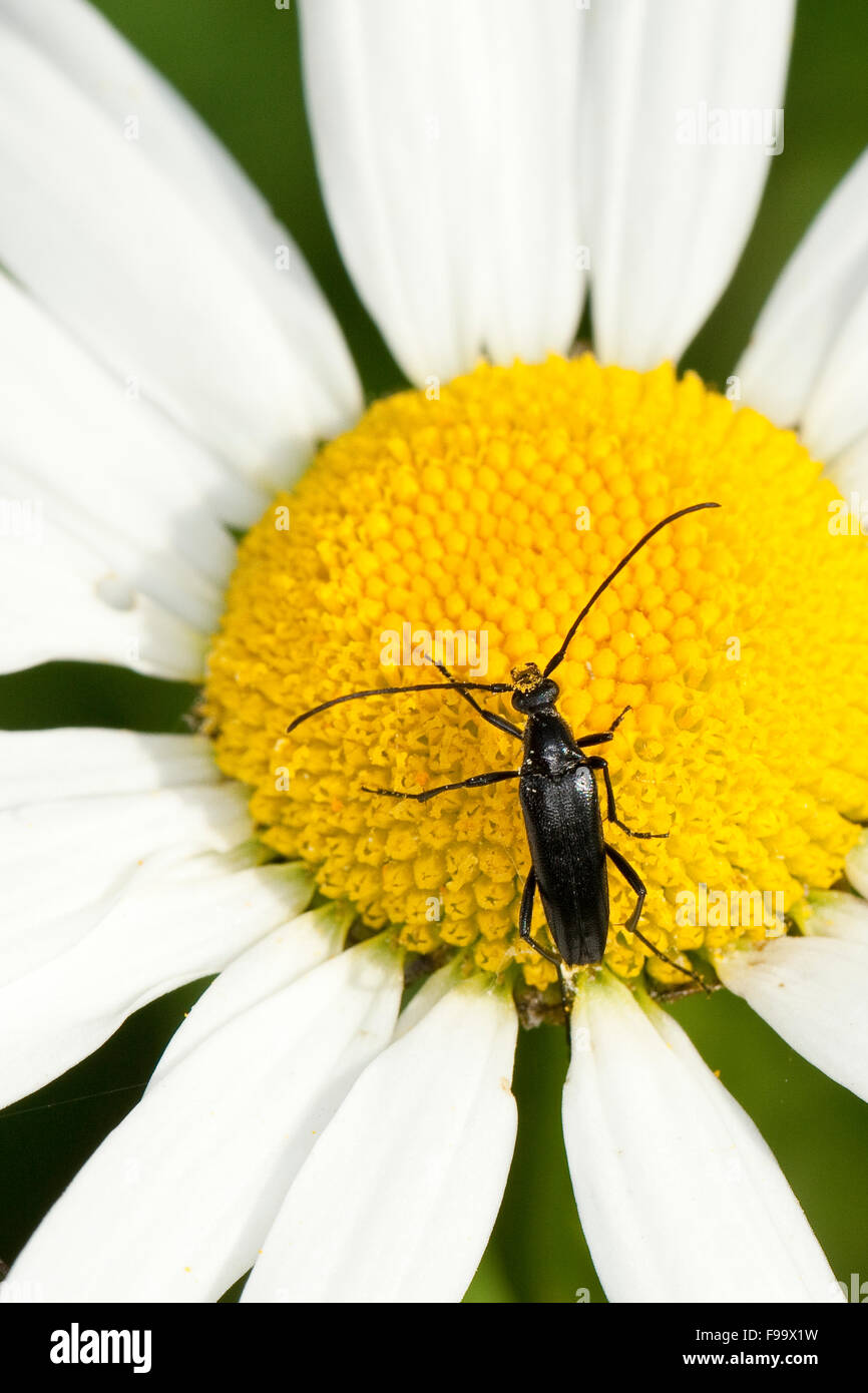 Small black longhorn beetle, Schwarzer Schmalbock, Schmal-Bock, Stenurella nigra, Strangalia nigra, Leptura nigra Stock Photo