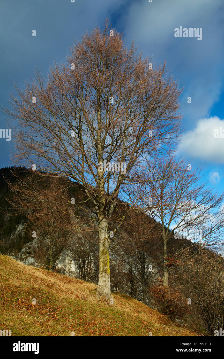 Big beech tree on a slope in the mountains Stock Photo