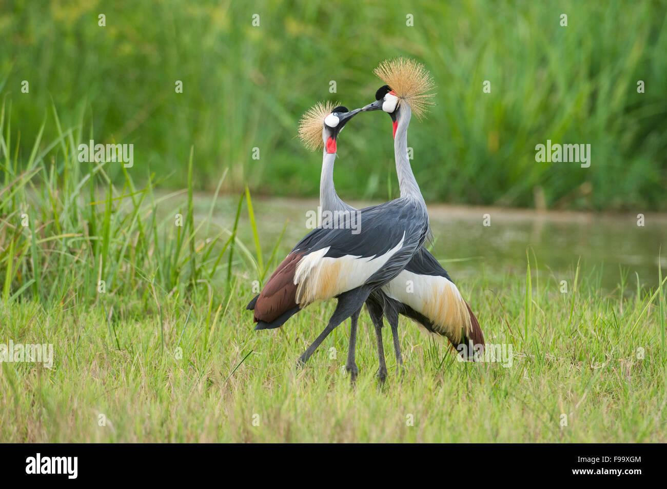 queen-elizabeth-national-park-crane-hi-res-stock-photography-and-images