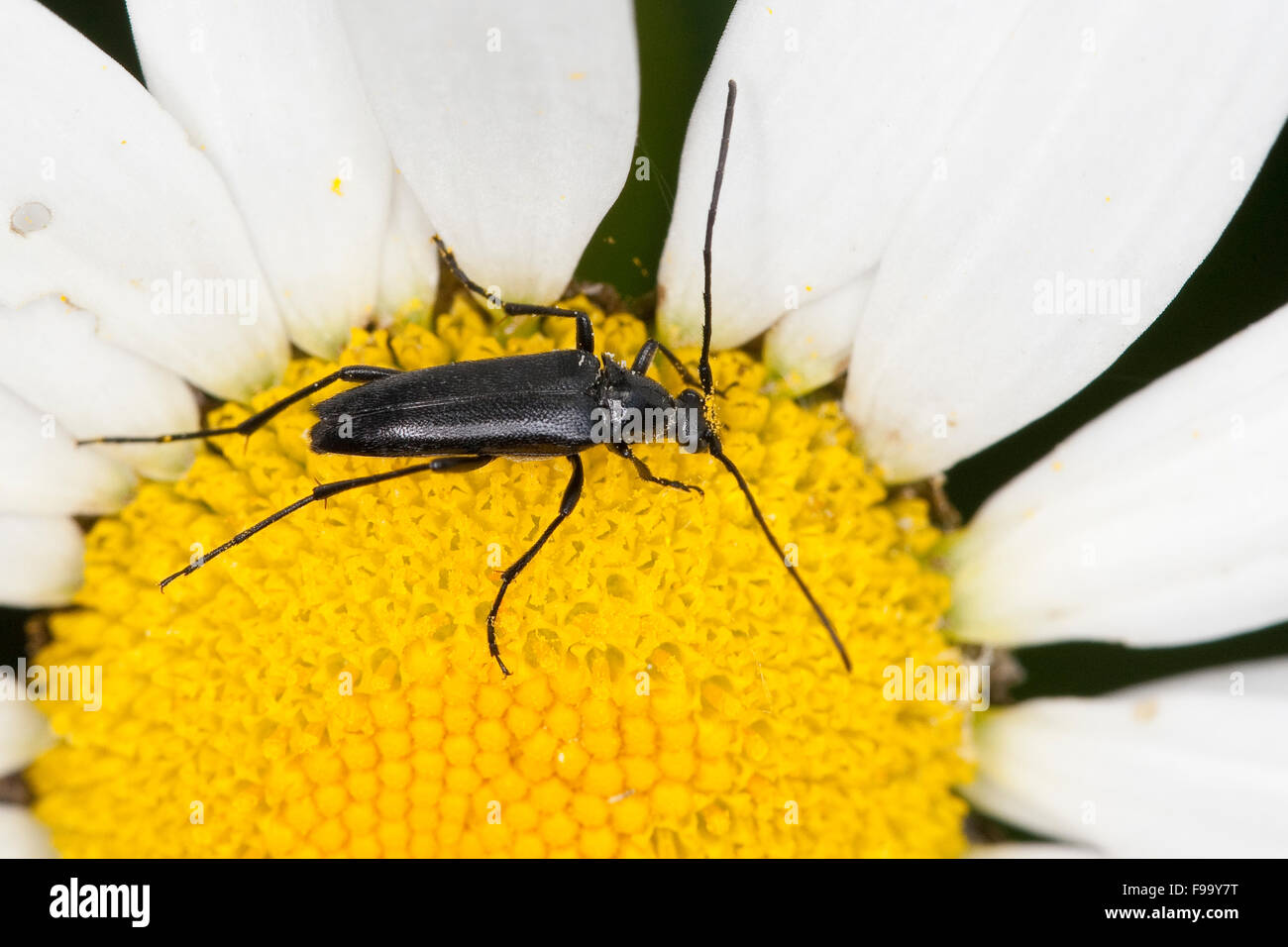 Small black longhorn beetle, Schwarzer Schmalbock, Schmal-Bock, Stenurella nigra, Strangalia nigra, Leptura nigra Stock Photo