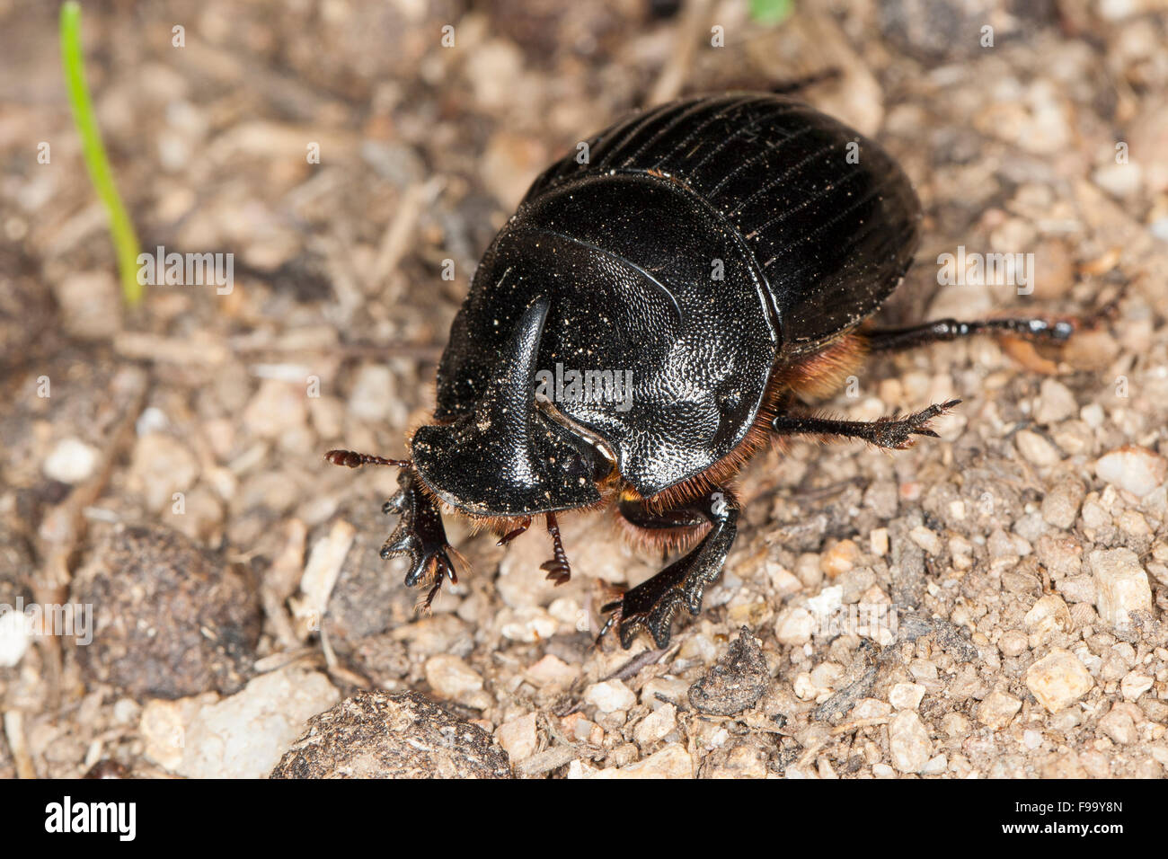 Horned Dung Beetle, male, Mondhornkäfer, Spanischer Mondhornkäfer, Mondkäfer, Männchen mit Kopfhorn, Copris hispanus Stock Photo