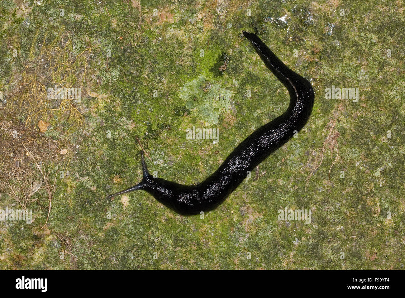 Black keel back slug, Ashy-grey Ash-black Slug, Schwarzer Schnegel, Egelschnecke, Limax cinereoniger, Nacktschnecke Stock Photo