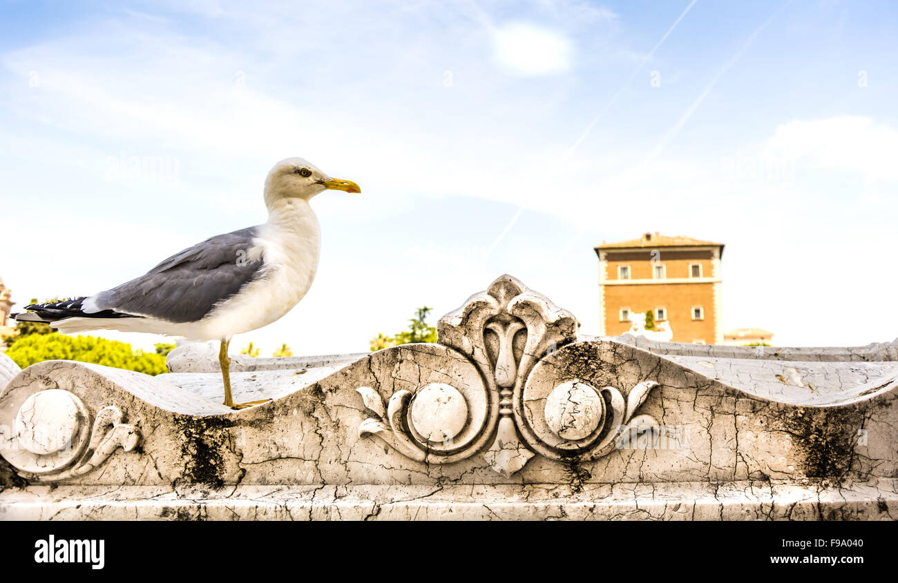 a seagull standing in rome over a marble balcuny Stock Photo