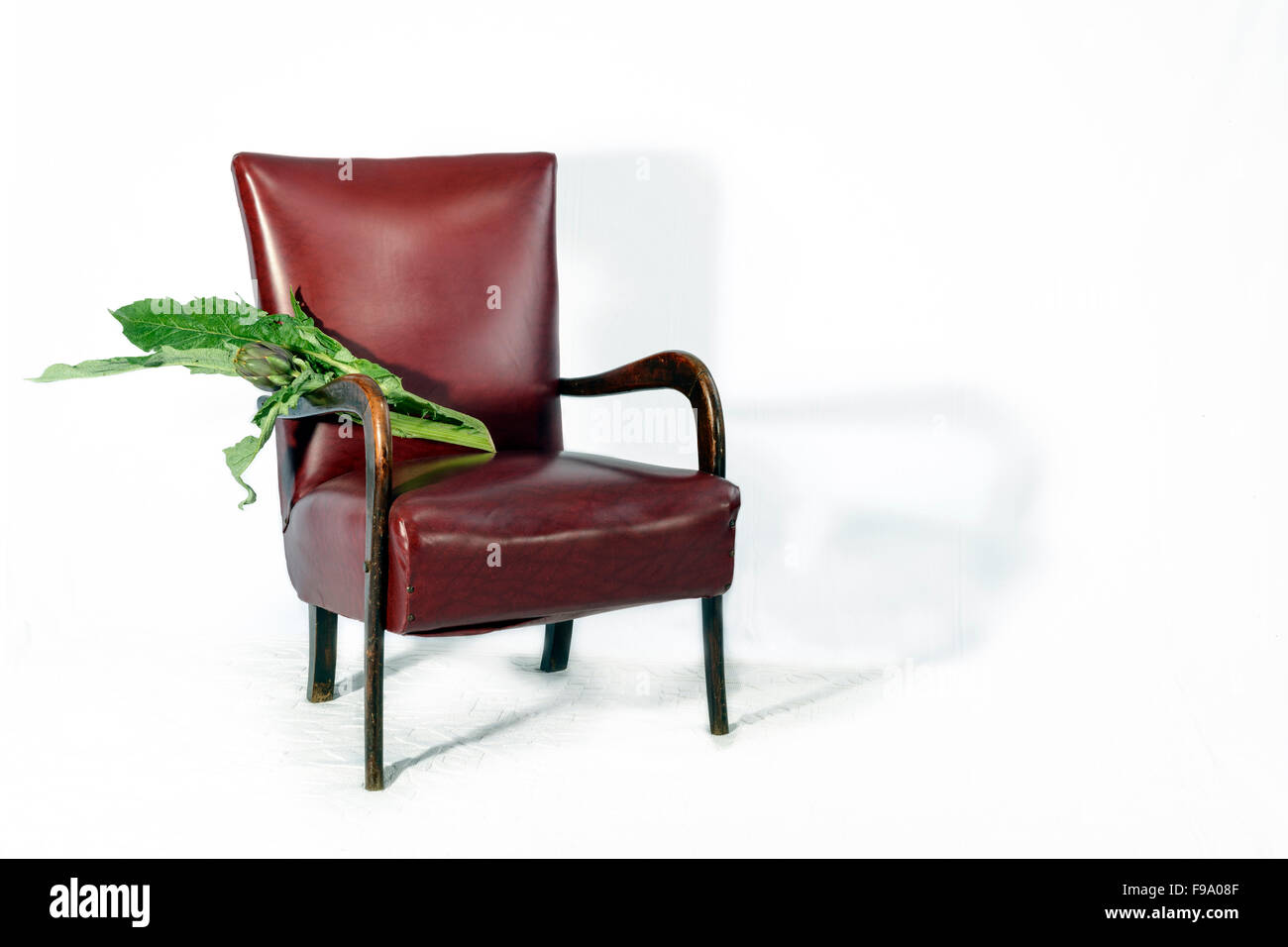 A nice one  artichoke with broad leaves resting on the kitchen chair before being cooked. Stock Photo