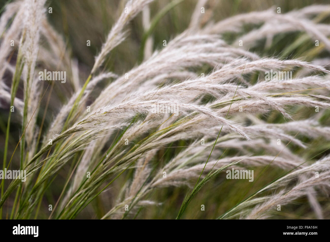 Jarava ichu. Peruvian feathergrass. Stock Photo