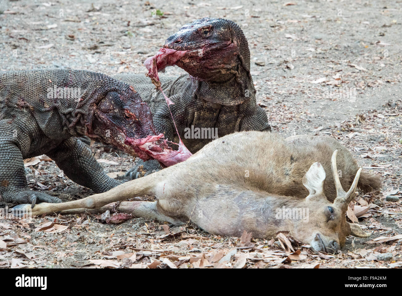 komodo dragon eating stock photos komodo dragon eating stock