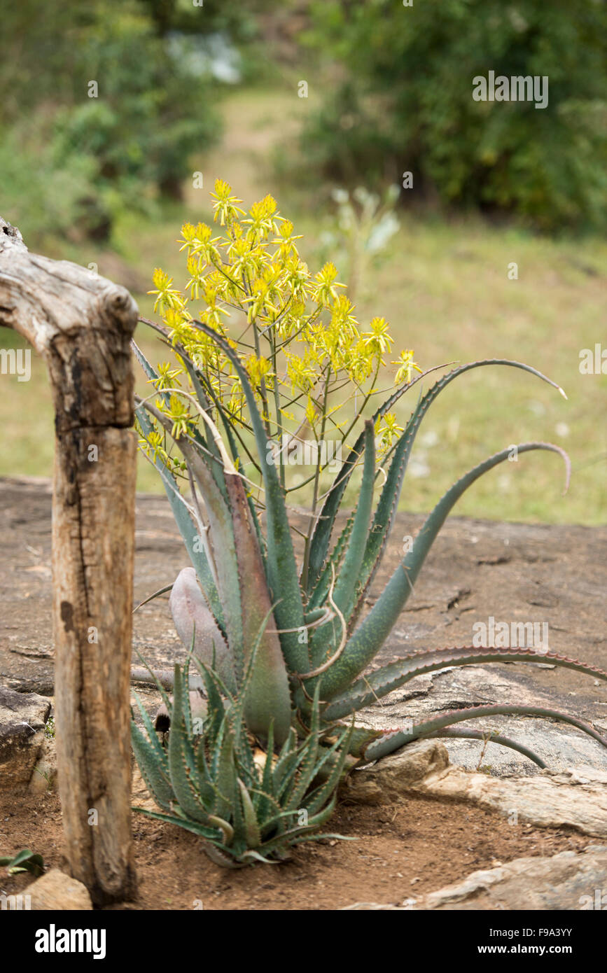 Uganda flower hires stock photography and images Alamy