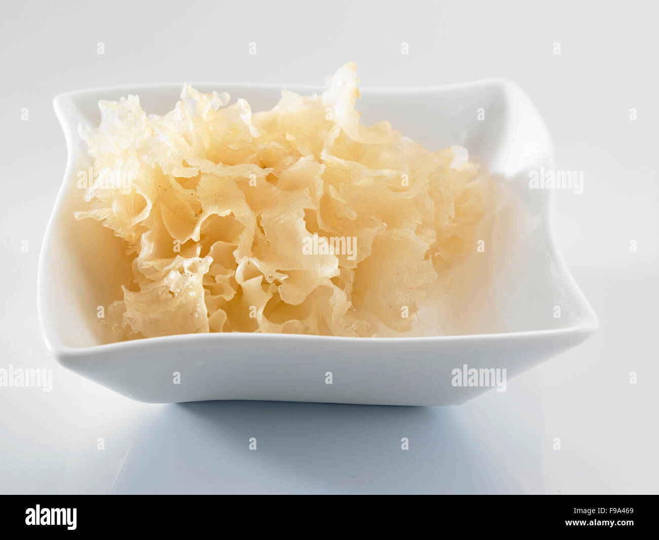 white wood ear fungus (also snow fungus or silver tree ear fungus