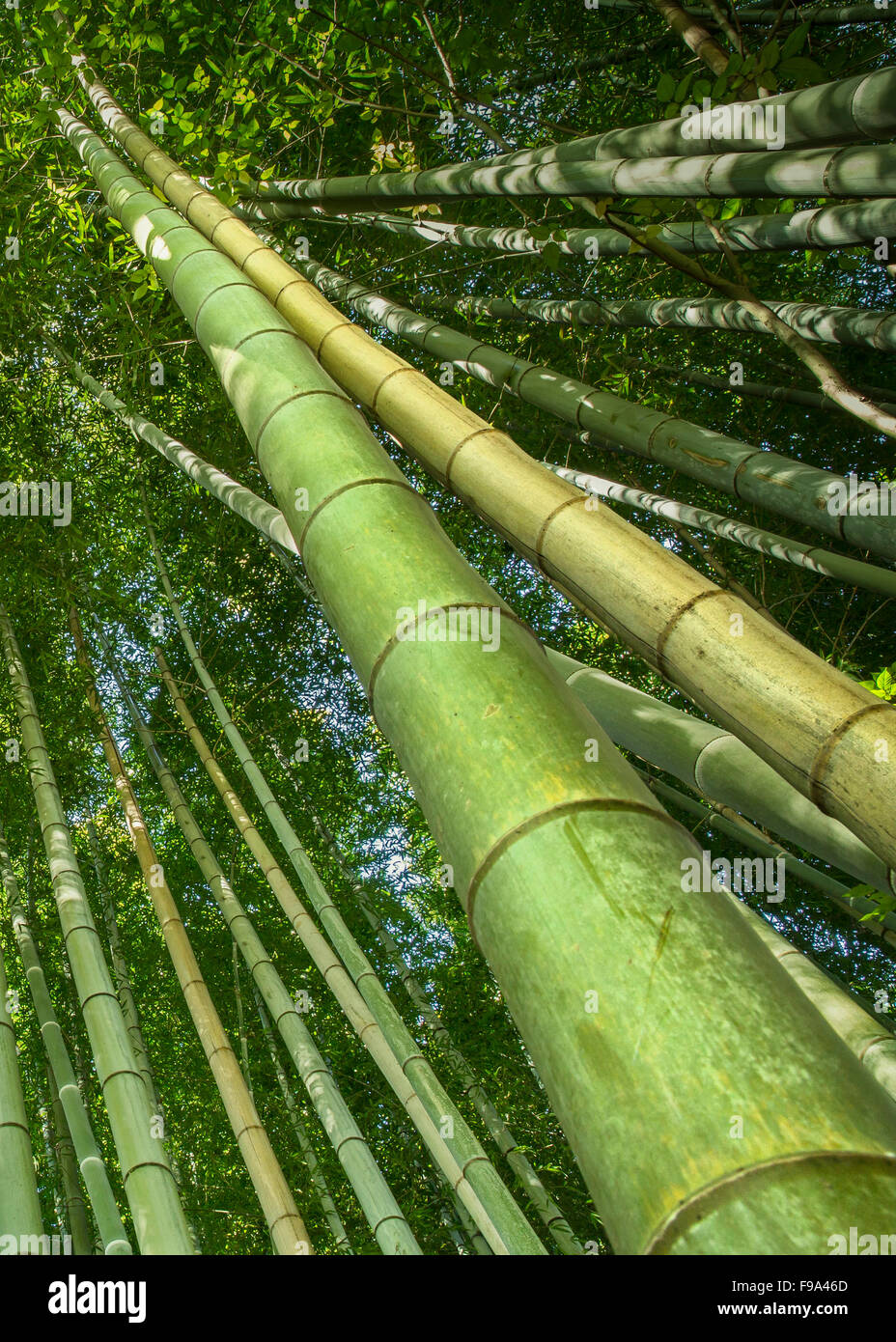 Bambu Rise Tree Grow tree china hi-res stock photography and images - Alamy
