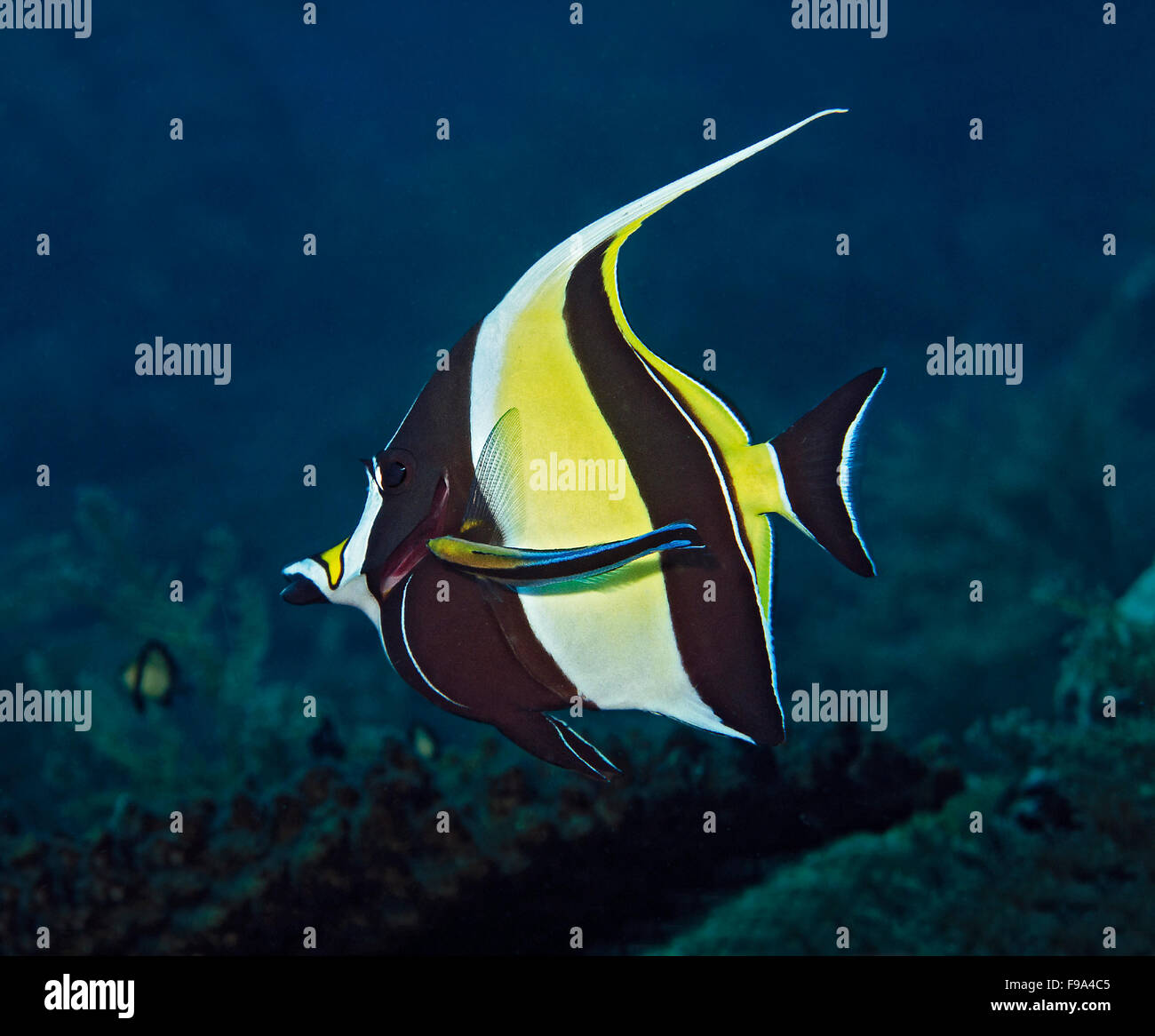 Moorish idol, Zanclus cornutus, with bluestreak cleaner wrasse, Labroides dimidiatus, on coral reef in Tulamben, Bali, Indonesia Stock Photo