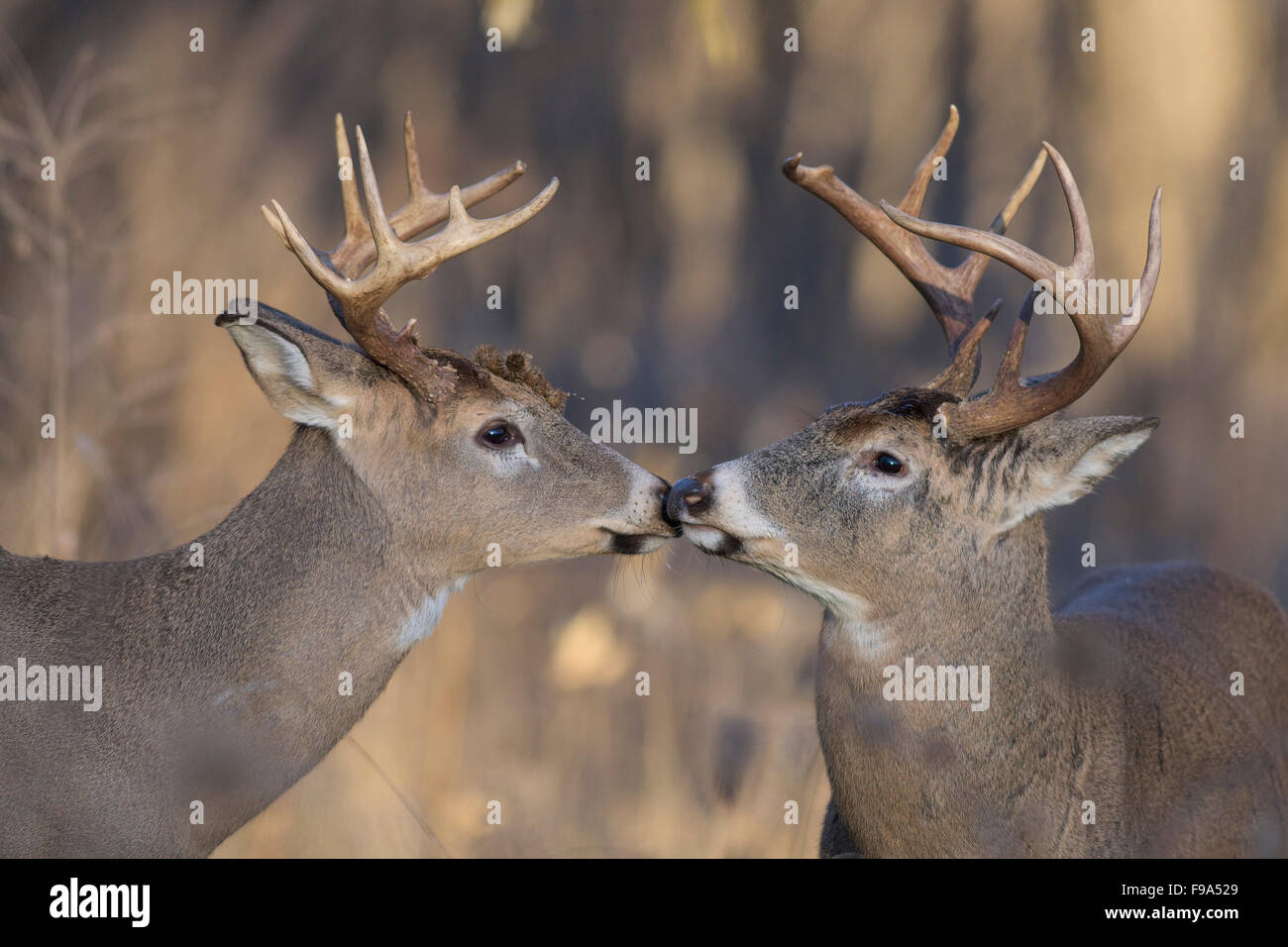 A pair of White-tailed deer getting ready to fight Stock Photo - Alamy