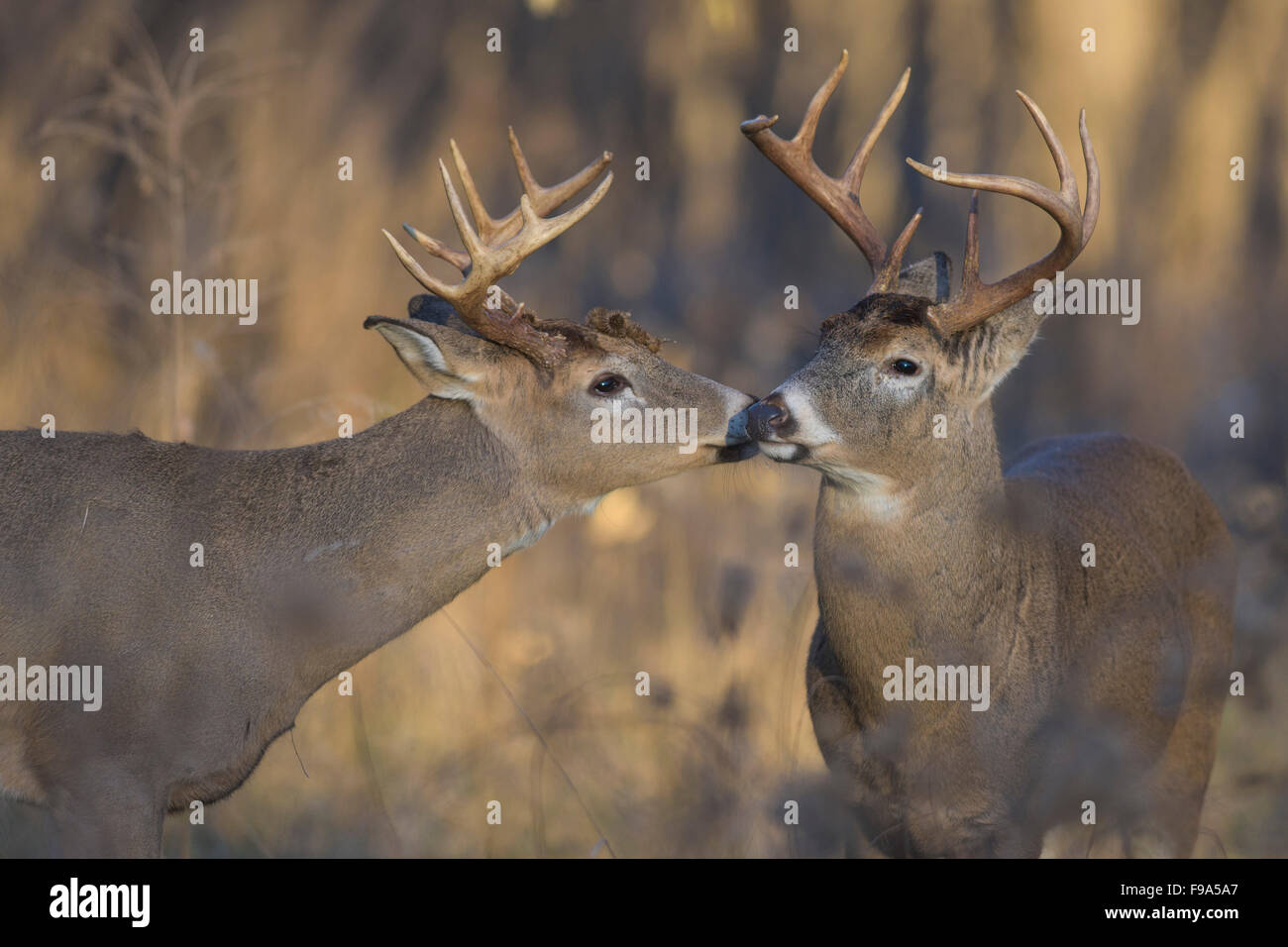 Deer Getting Ready Fighting whitetail deer hi-res stock photography and images - Alamy