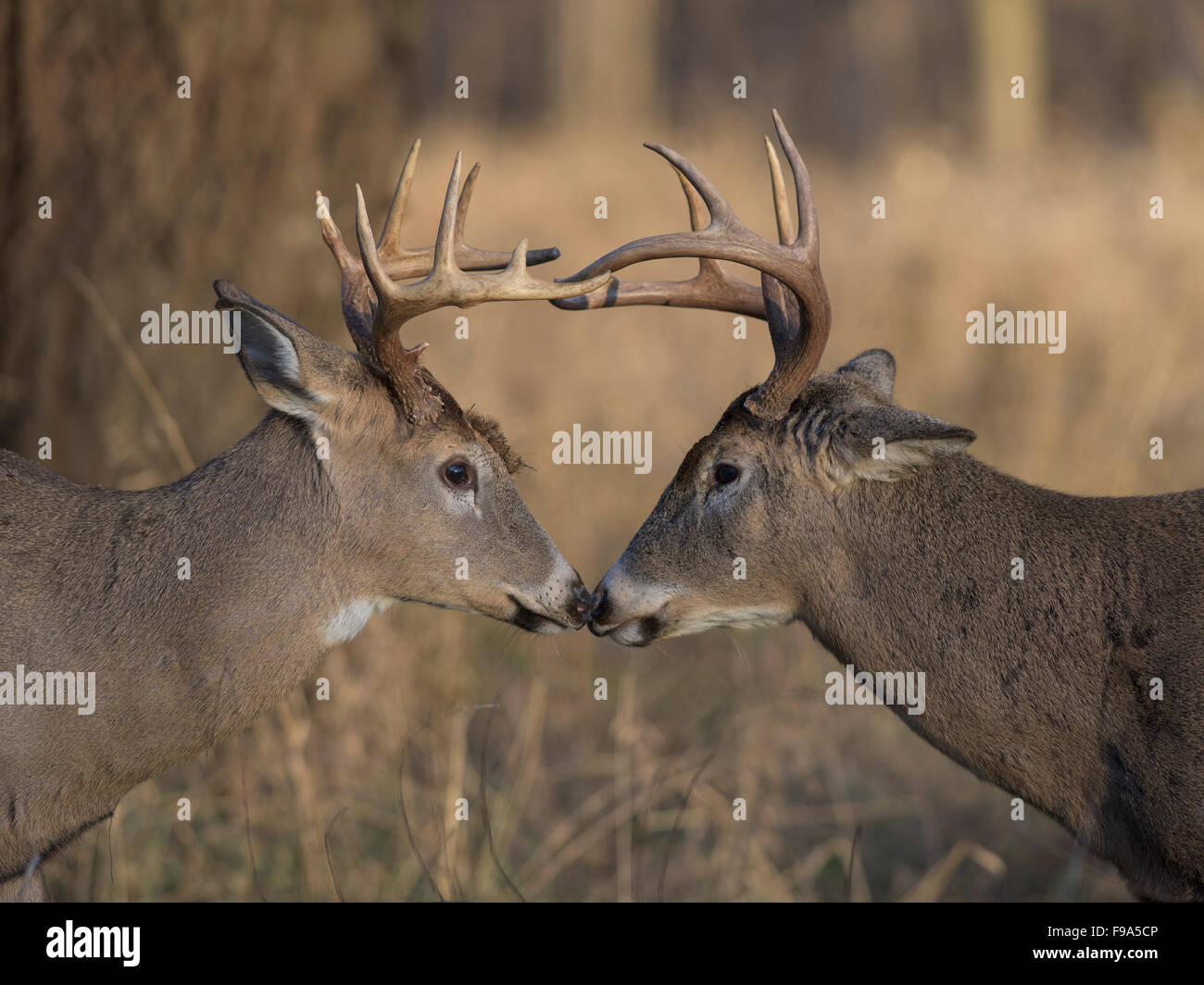 Deer Getting Ready A pair of White-tailed deer getting ready to fight Stock Photo - Alamy