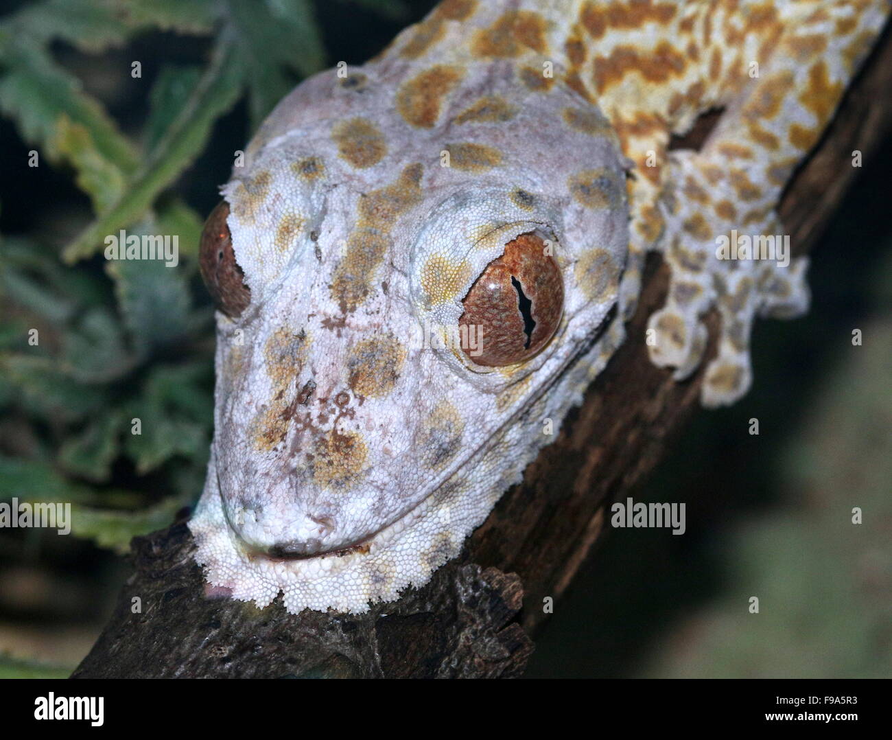 Madagascan Henkel