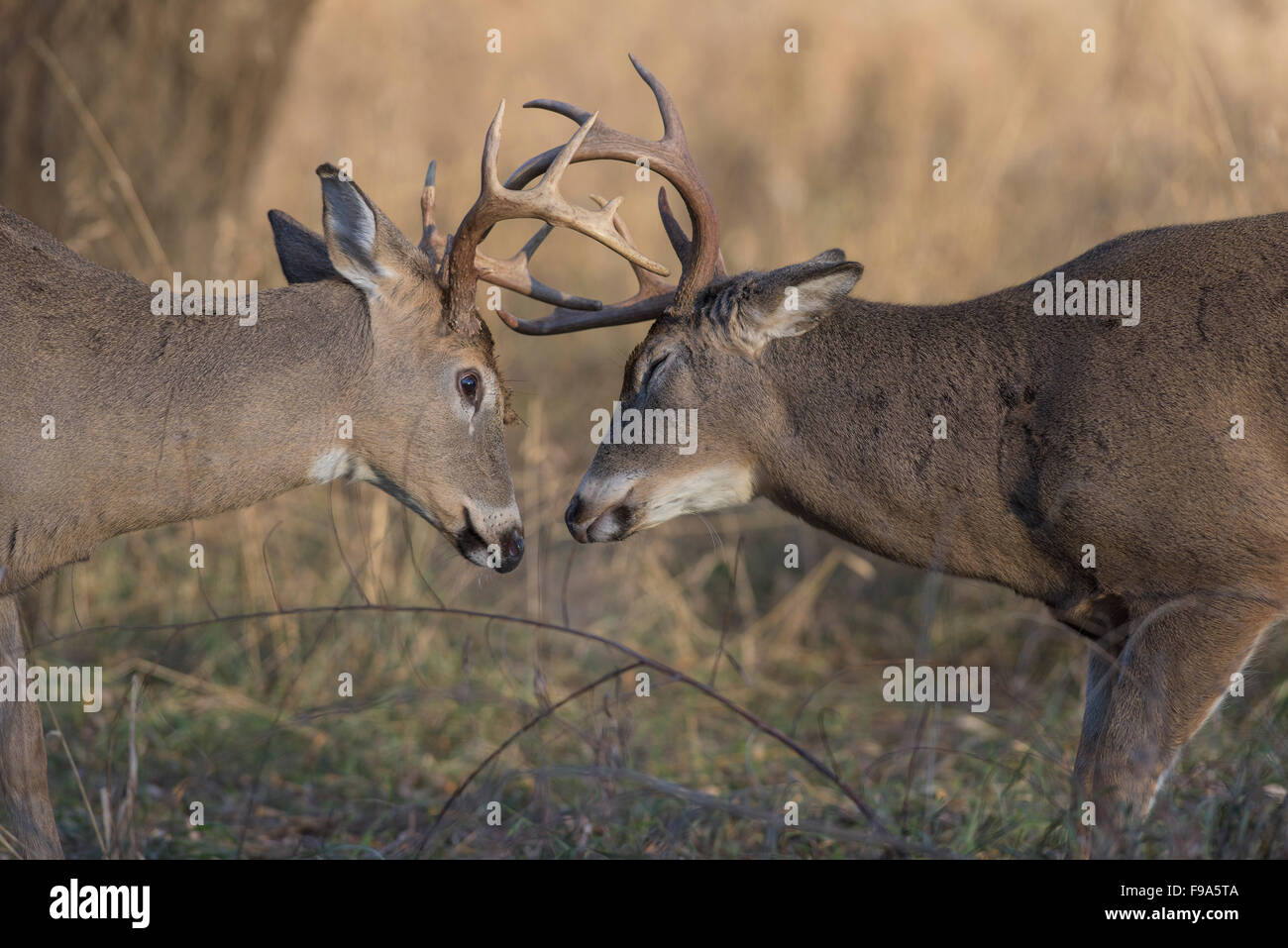 Deer Getting Ready A pair of White-tailed deer getting ready to fight Stock Photo - Alamy