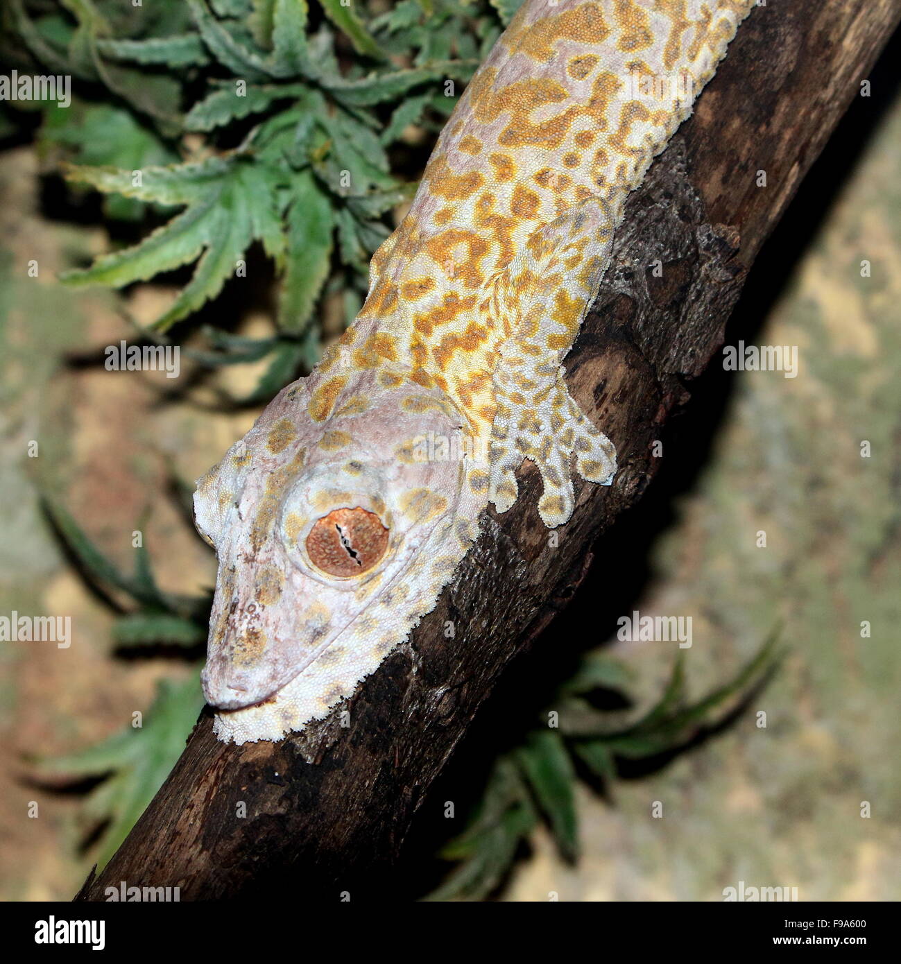 Madagascan Henkel's leaf tailed gecko (Uroplatus henkeli),  a.k.a. Henkel's flat tailed gecko or Frilled leaf-tail gecko Stock Photo