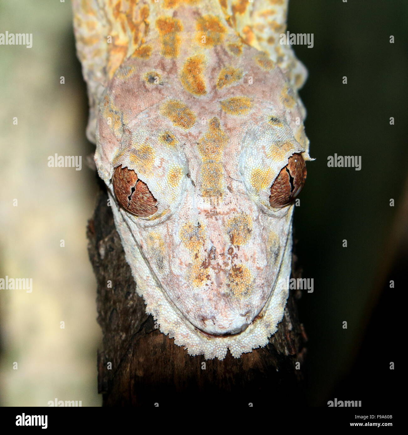 Madagascan Henkel