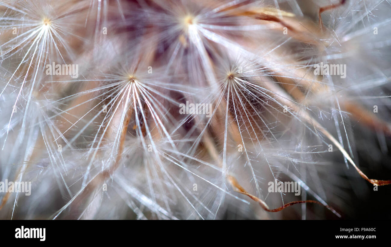 Dandelion Up Close Stock Photo