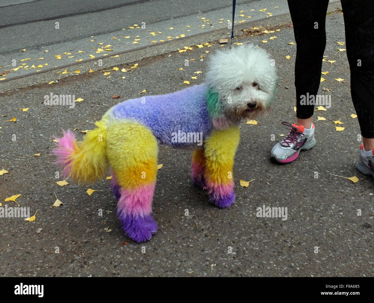 Dyed poodle cheap