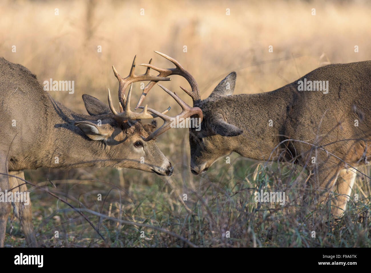 Deer Getting Ready Fighting Whitetail Deer High Resolution Stock Photography and Images ...