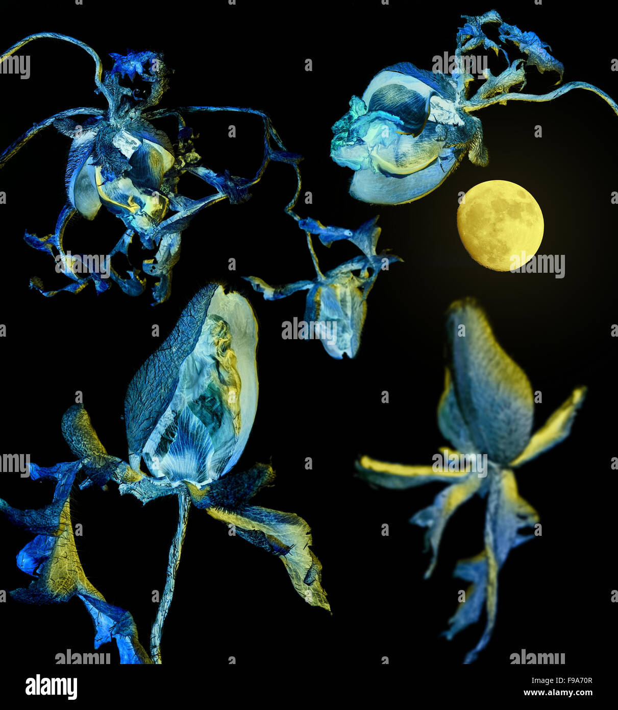 dry  blue toned flowerheads illuminated by a yellow moon in dark ambiance Stock Photo