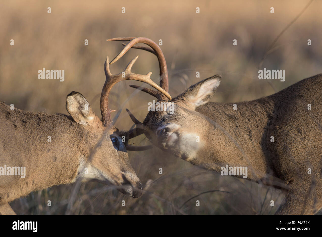 Deer Getting Ready A pair of White-tailed deer getting ready to fight Stock Photo - Alamy