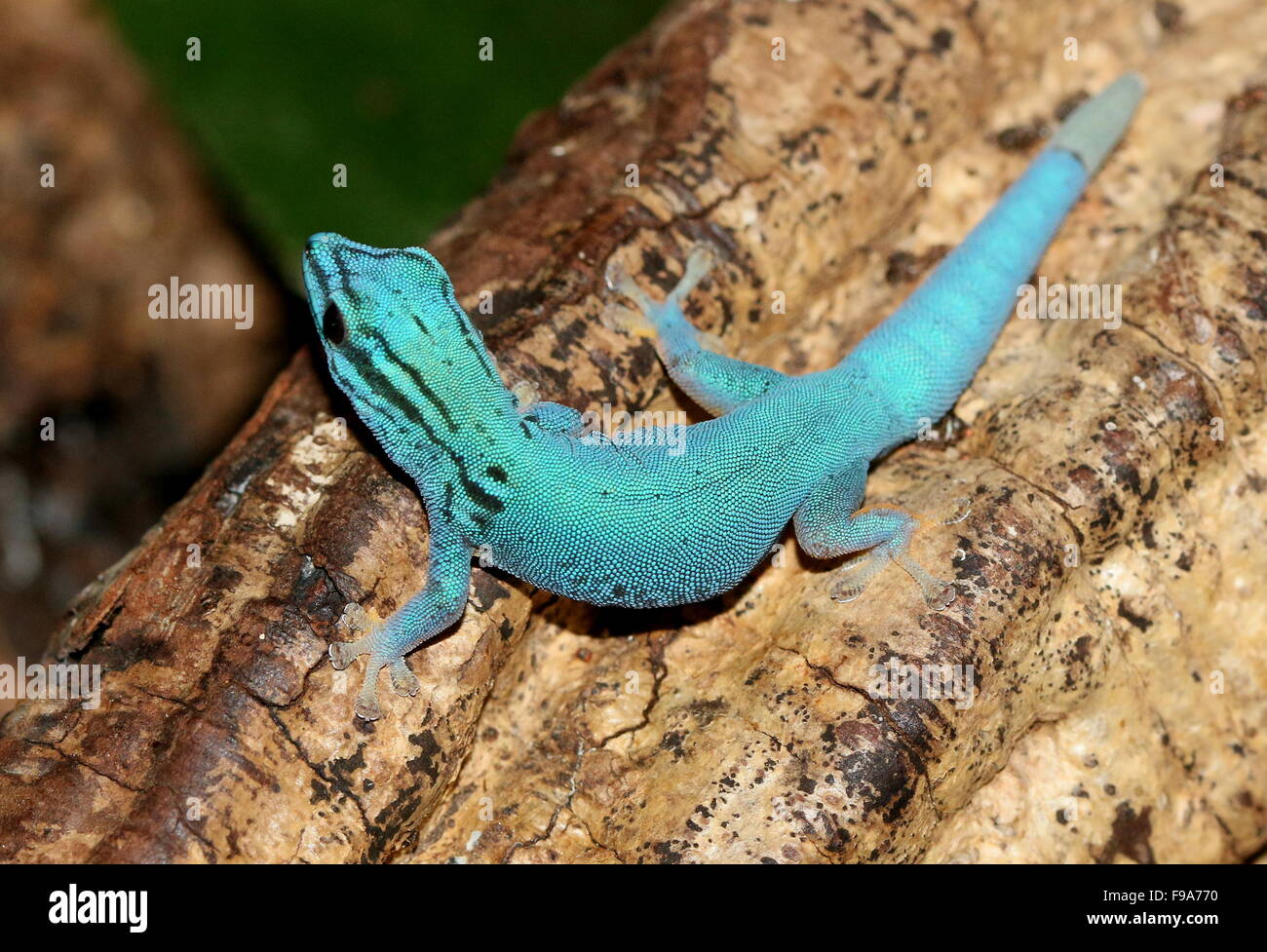 Tanzanian Turquoise Dwarf Gecko or William's dwarf gecko (Lygodactylus williamsi) Stock Photo