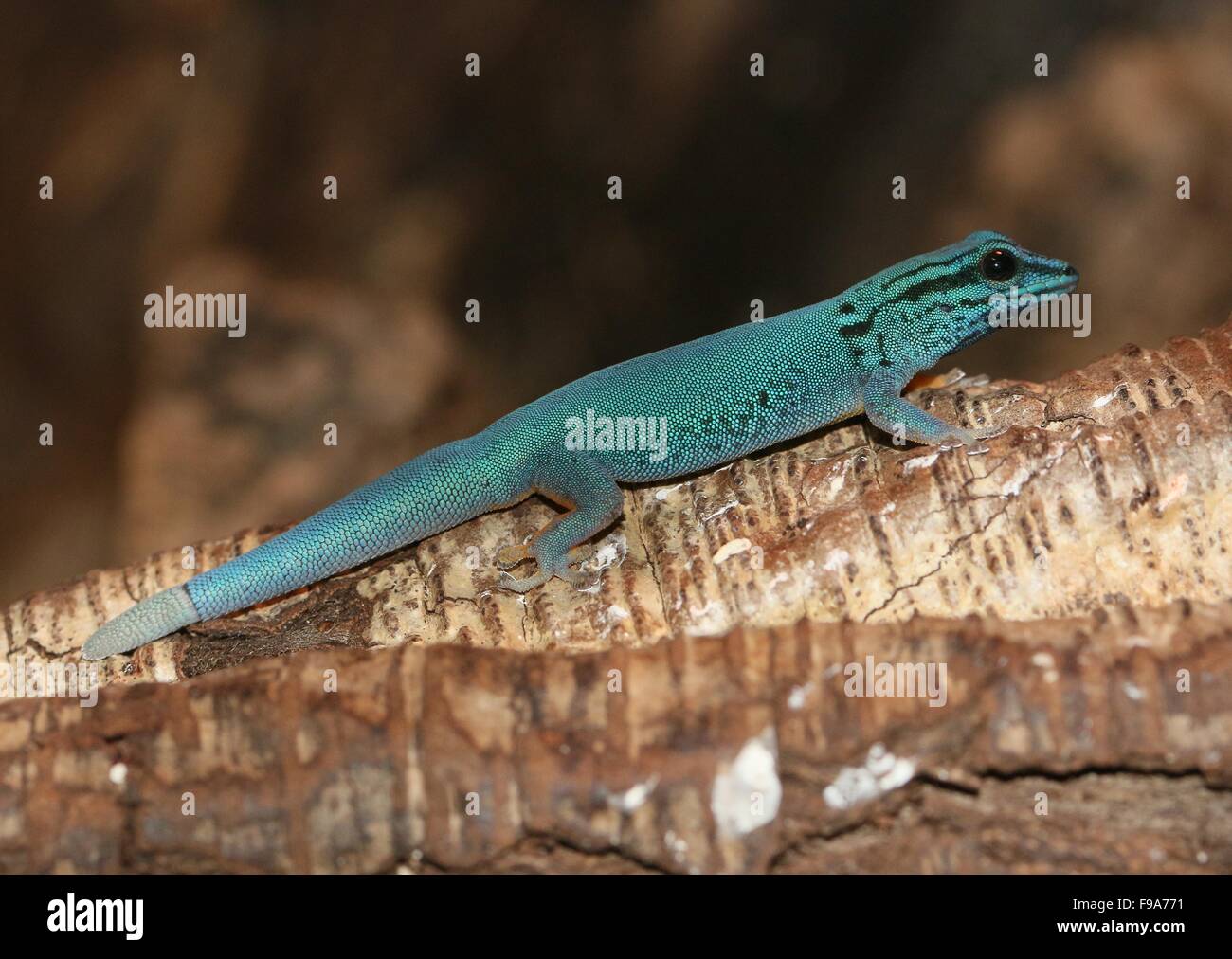 Tanzanian Turquoise Dwarf Gecko or William's dwarf gecko (Lygodactylus williamsi) Stock Photo