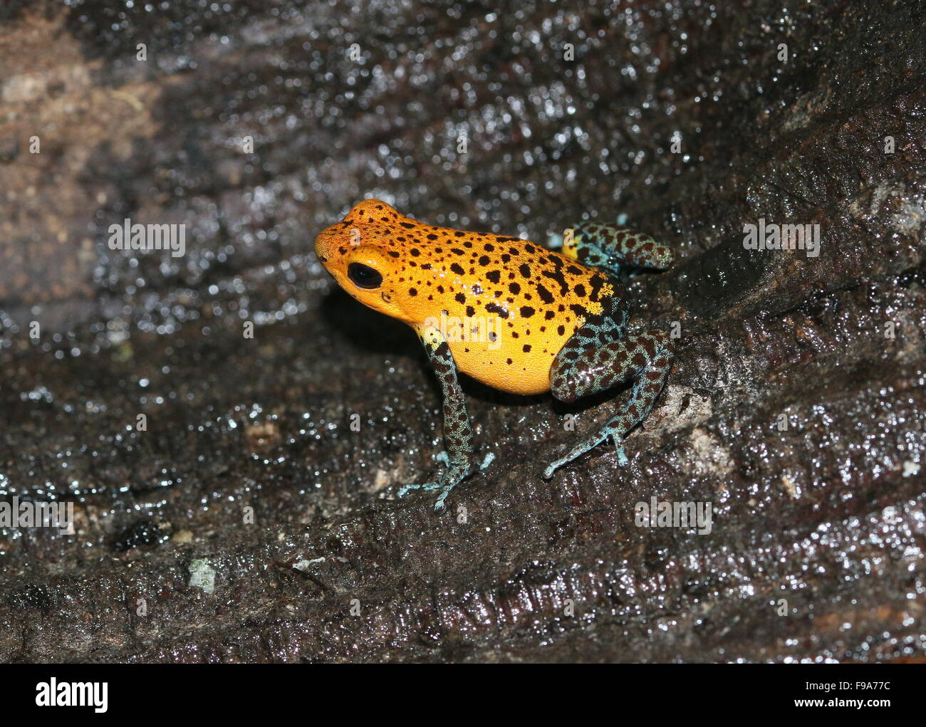 Central American Strawberry poison frog or Strawberry poison dart frog (Oophaga pumilio, Dendrobates pumilio) Stock Photo