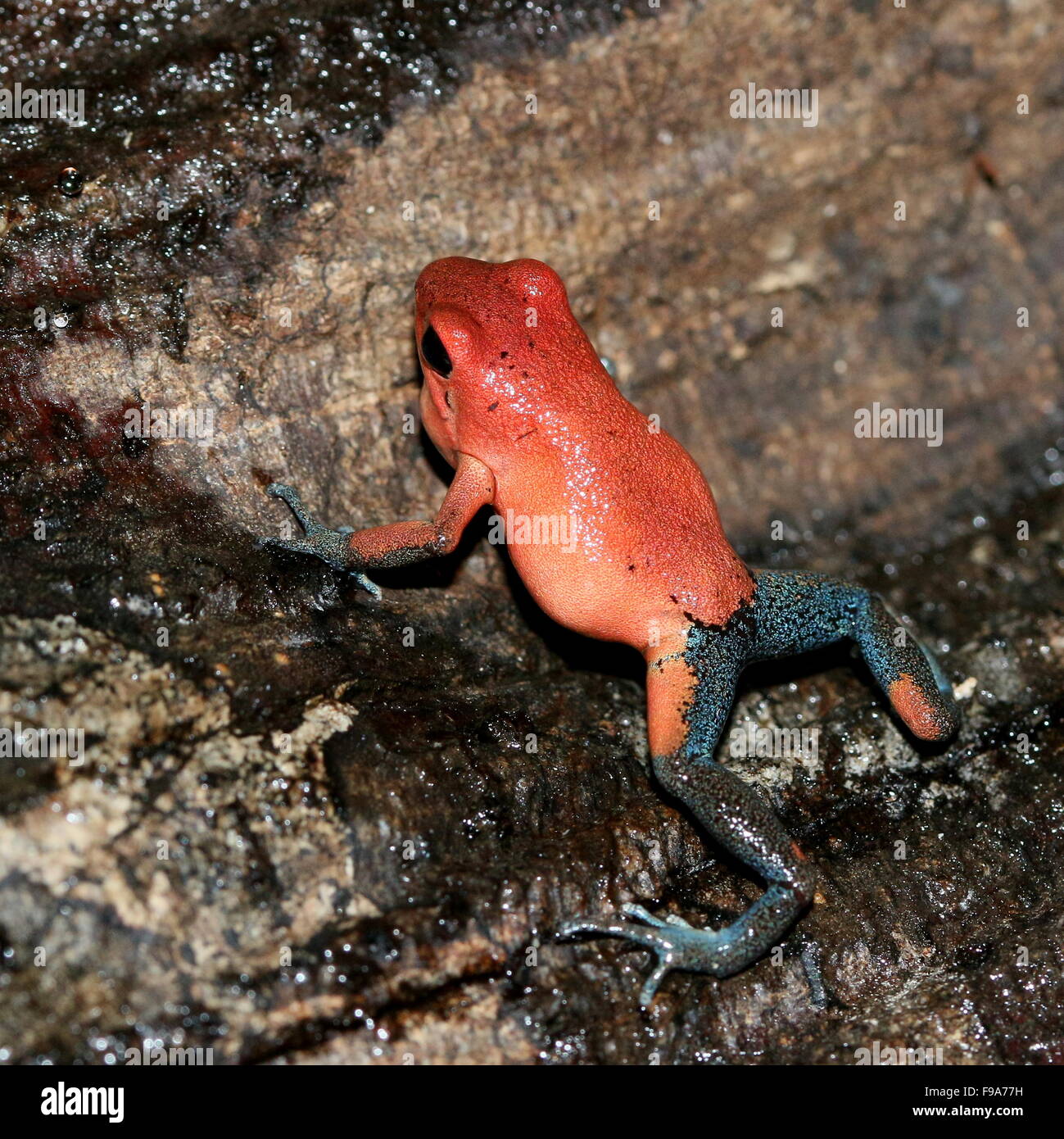Central American Strawberry poison frog or Strawberry poison dart frog (Oophaga pumilio, Dendrobates pumilio) Stock Photo