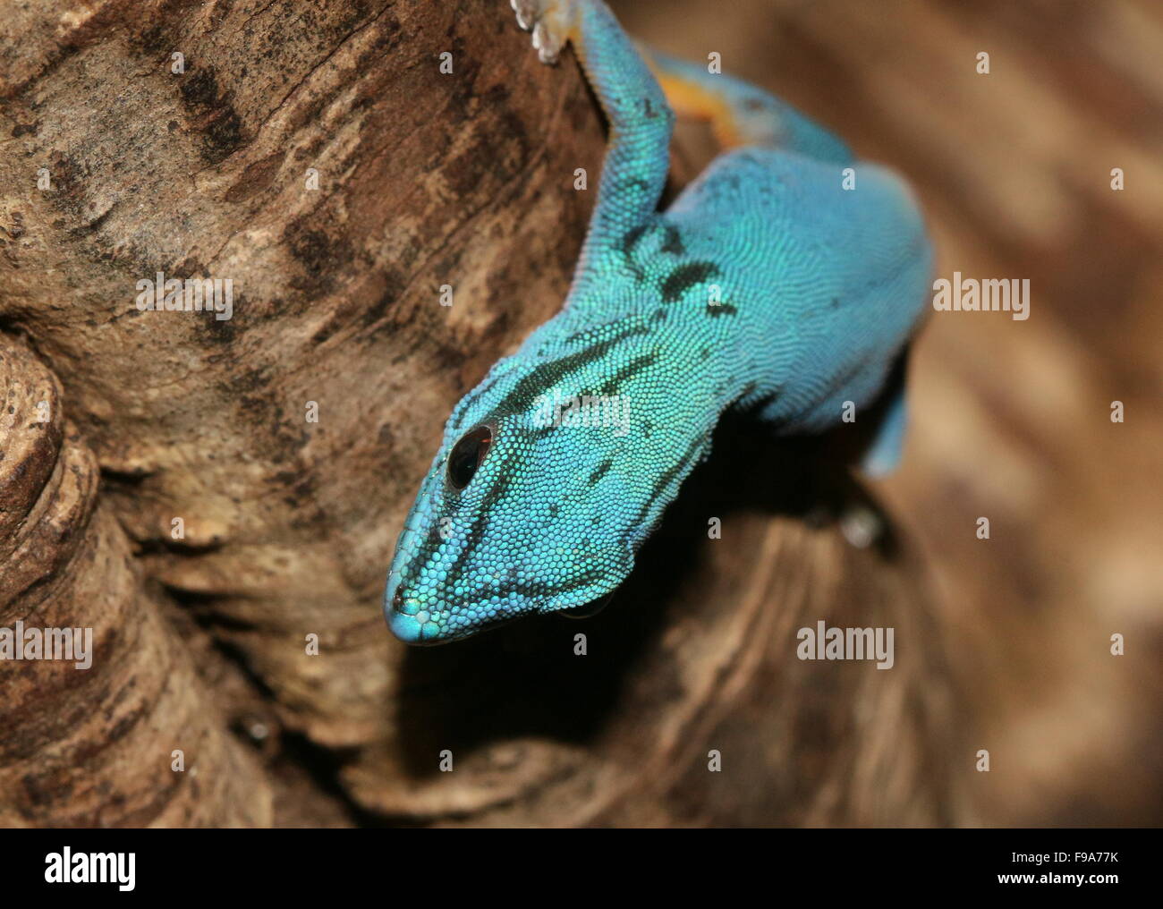 Tanzanian Turquoise Dwarf Gecko or William's dwarf gecko (Lygodactylus williamsi) Stock Photo