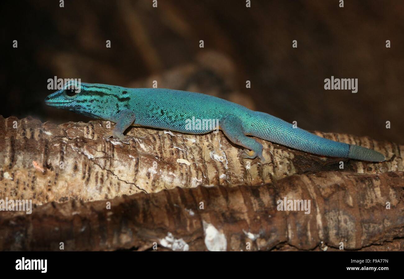 Tanzanian Turquoise Dwarf Gecko or William's dwarf gecko (Lygodactylus williamsi) Stock Photo