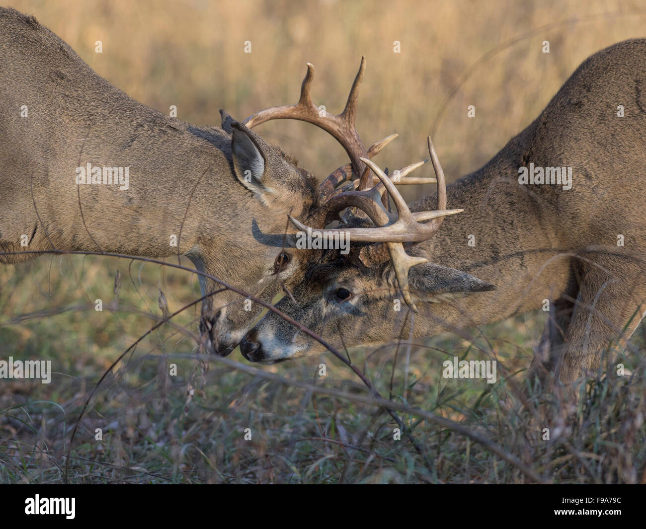 Deer Getting Ready A pair of White-tailed deer getting ready to fight Stock Photo - Alamy